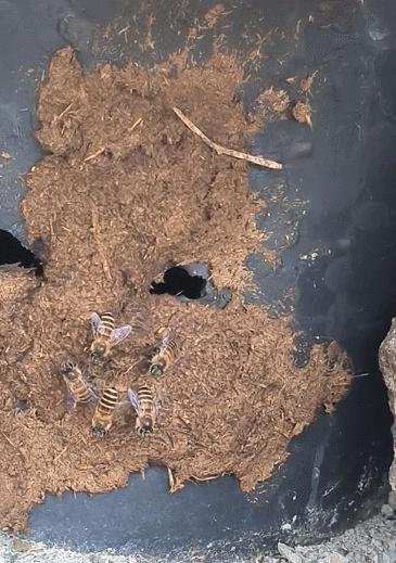 蜜蜂振翅被蛰,男子带狗子近距离观察蜜蜂被蛰