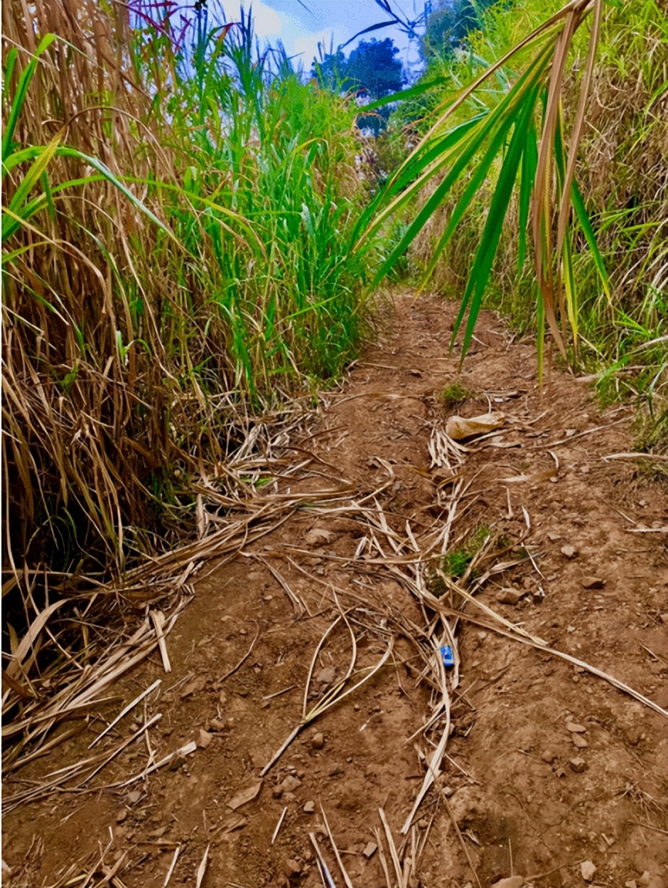 鏁f枃鑸媿,鏁f枃绔欏湪灞遍《閬ユ湜骞冲師