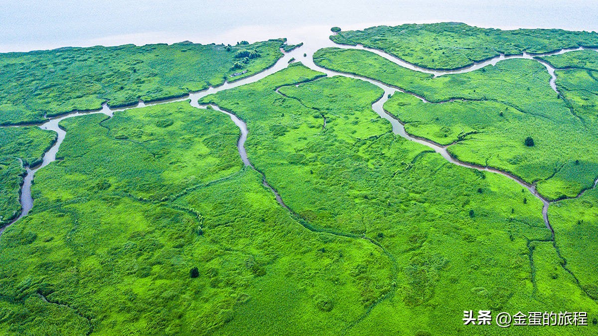 长江出海口的上海，被自然力量所艺术创造，也有一棵“大地之树”