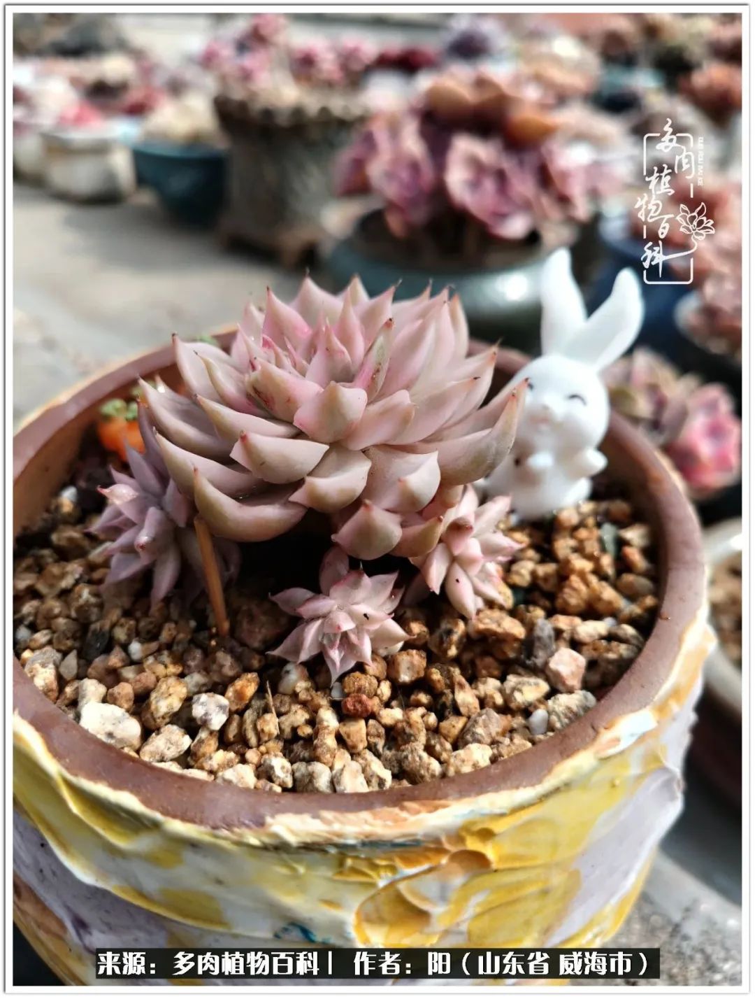 浜洪棿鐑熺伀鑷湁涓囧崈棰滆壊,浜洪棿鐑熺伀鐨嗘槸骞冲嚒棰滆壊