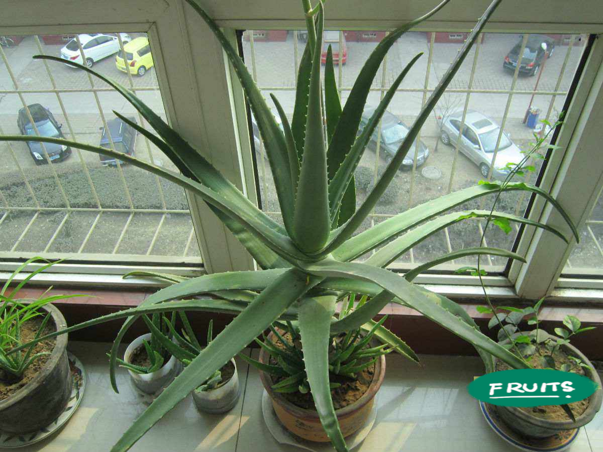 十种最吉利的镇宅绿植盆栽,阳台旺宅的大盆栽花