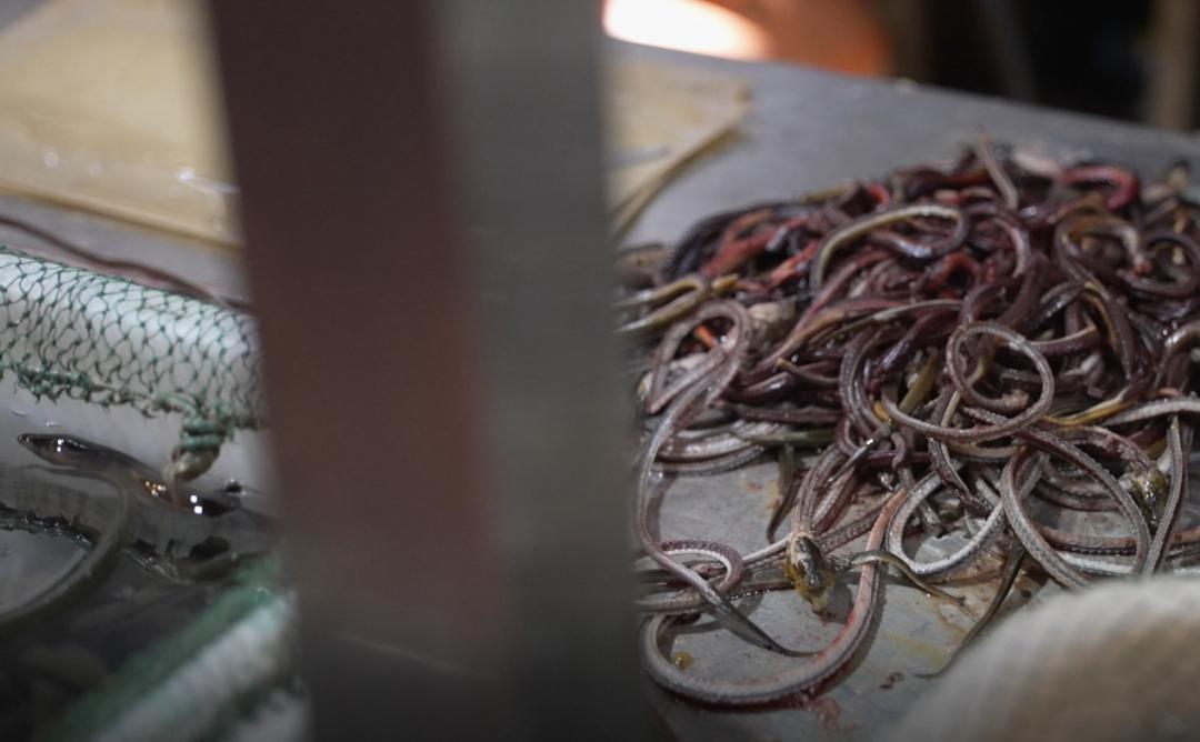 我在淘宝卖黄鳝骨头，连着生死，却“希望没有客人”