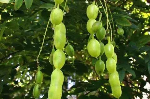 家乡的老槐树是我的乡愁,老槐树的思念