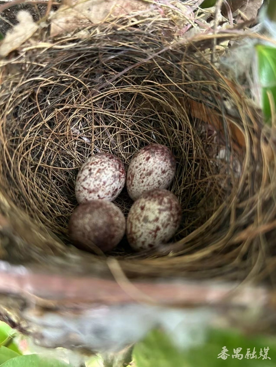 野生鸟类保护幼崽,农村常见的鸟类保护动物