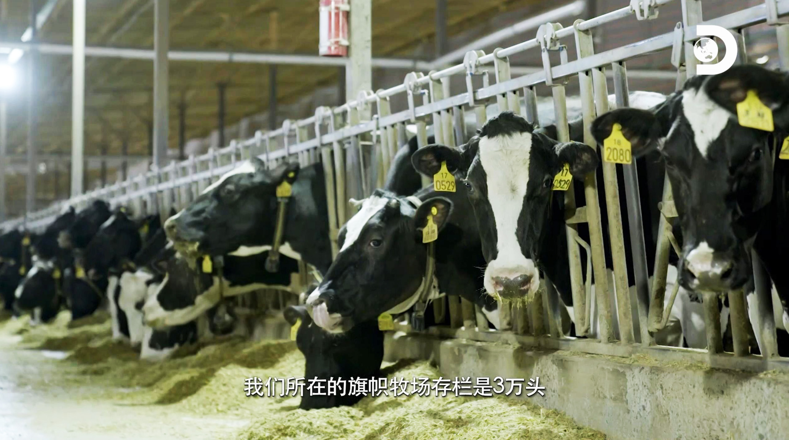 双循环样本,君乐宝做了什么?