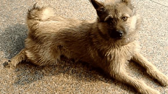 12种最适合懒人养的狗狗泰迪,适合女生养的狗泰迪缺点