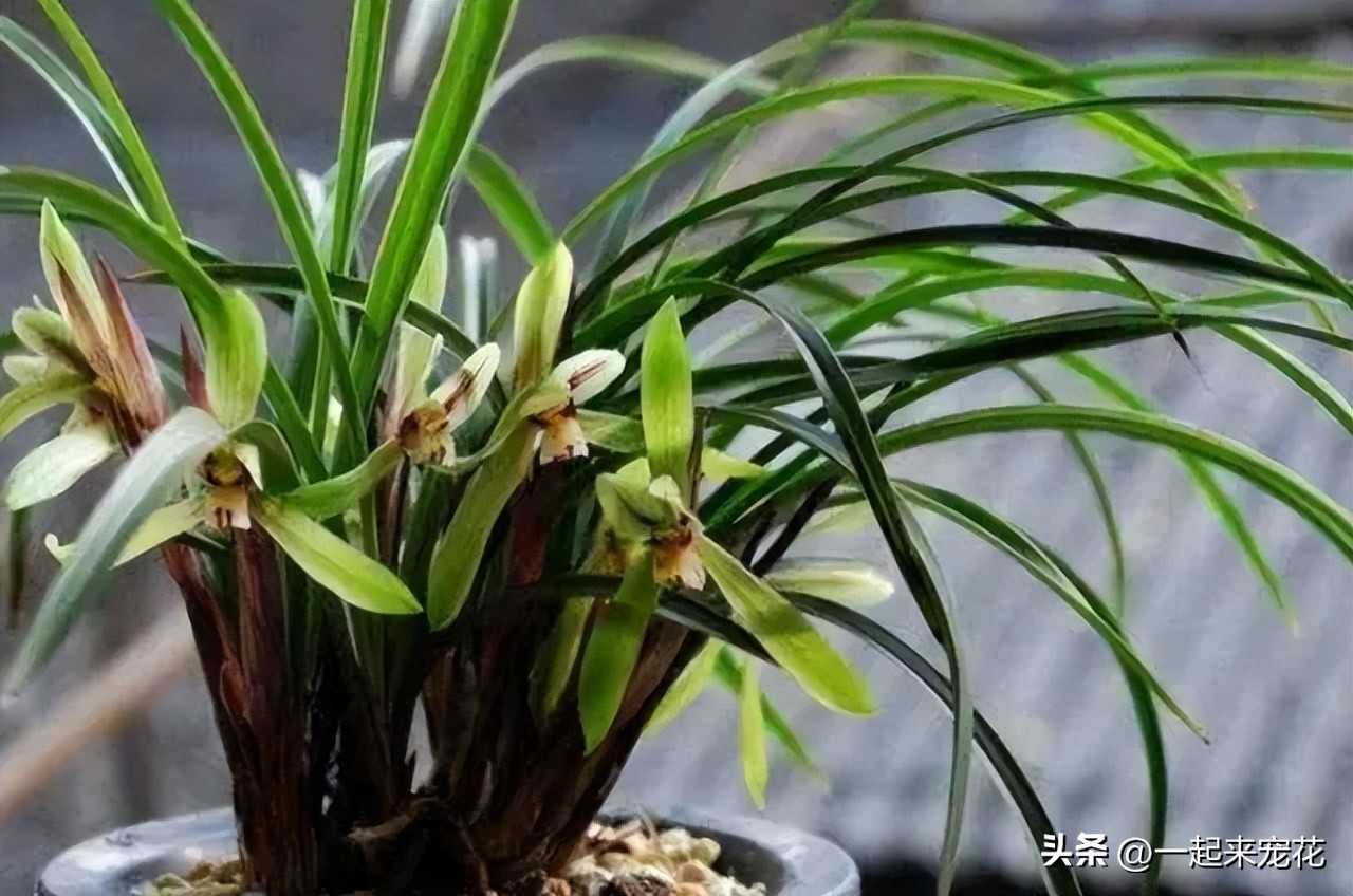 阳台养兰花叶子不油绿无光泽,夏天兰花养殖方法和注意事项图片