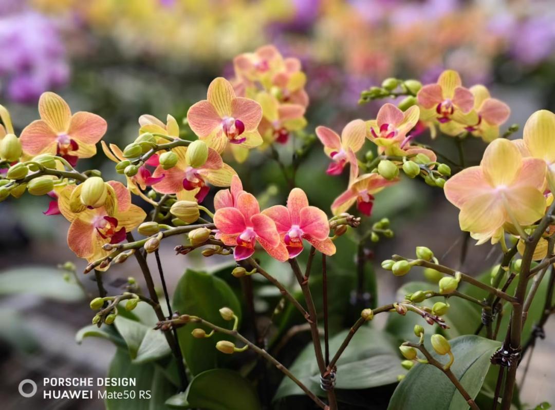 冬季精品主题游推介|预告——大手牵小手，5条休闲农业冬季主题线路带您领略津郊烟火气