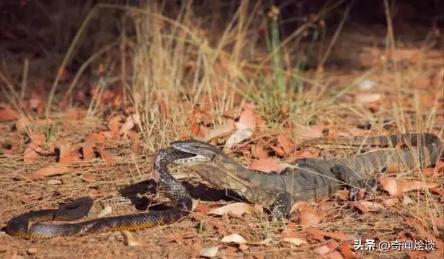 鬣狗捕食动物图片,鬣狗捕杀巨蟒
