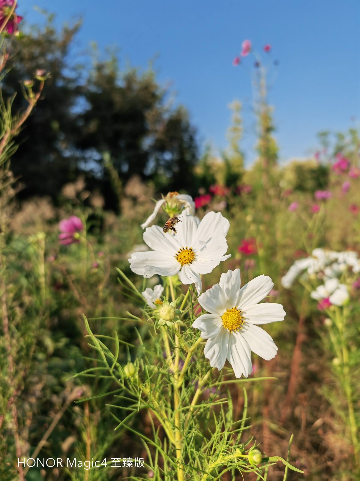 荣耀magic4至臻版体验一个月后,荣耀magic4至臻版全套实拍图