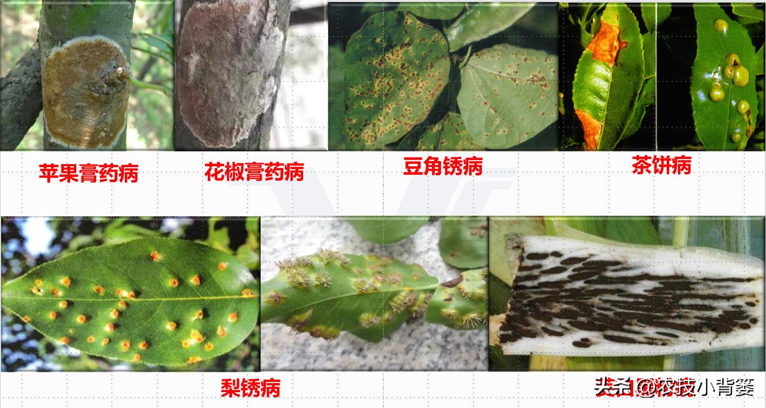 一招教你辨别真菌性病害,作物细菌真菌病毒轻松辨别