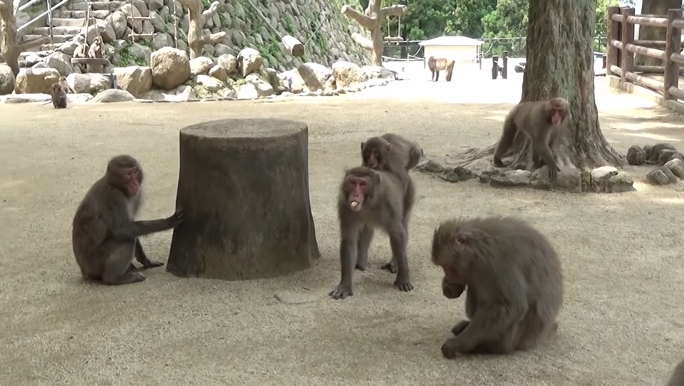 日本母猴称王,日本母猴王现状