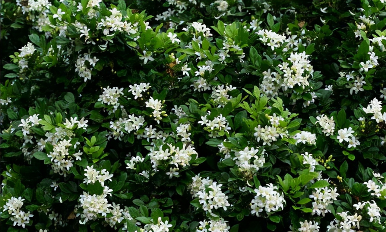 室内香味持久的花卉九里香,水养植物开花九里香