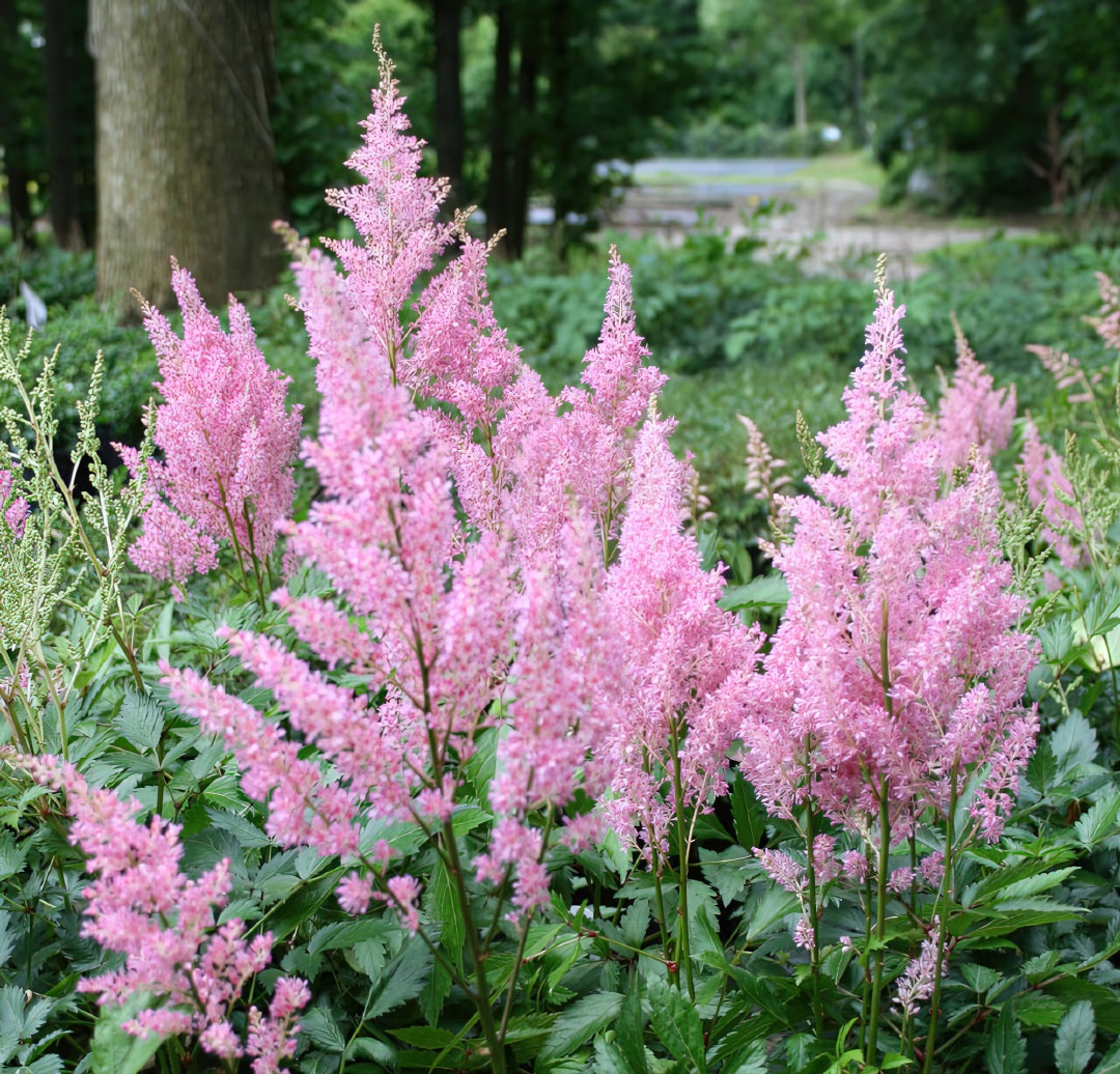 落新妇花卉开花好看吗,容易养殖的素雅花卉图片及名称