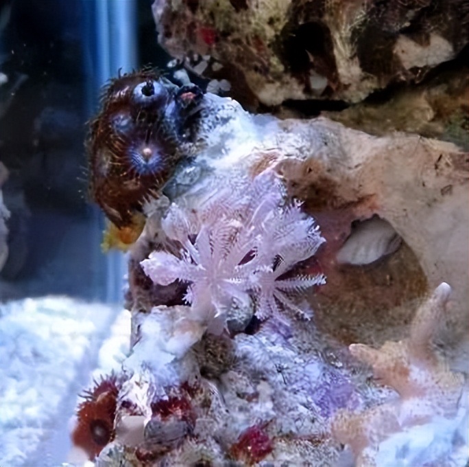 海水珊瑚缸鹦鹉螺,海水缸珊瑚视频大全