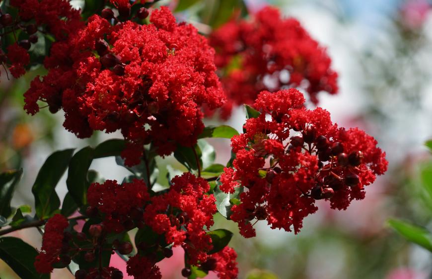 一树紫薇花,一树一树的紫薇花开