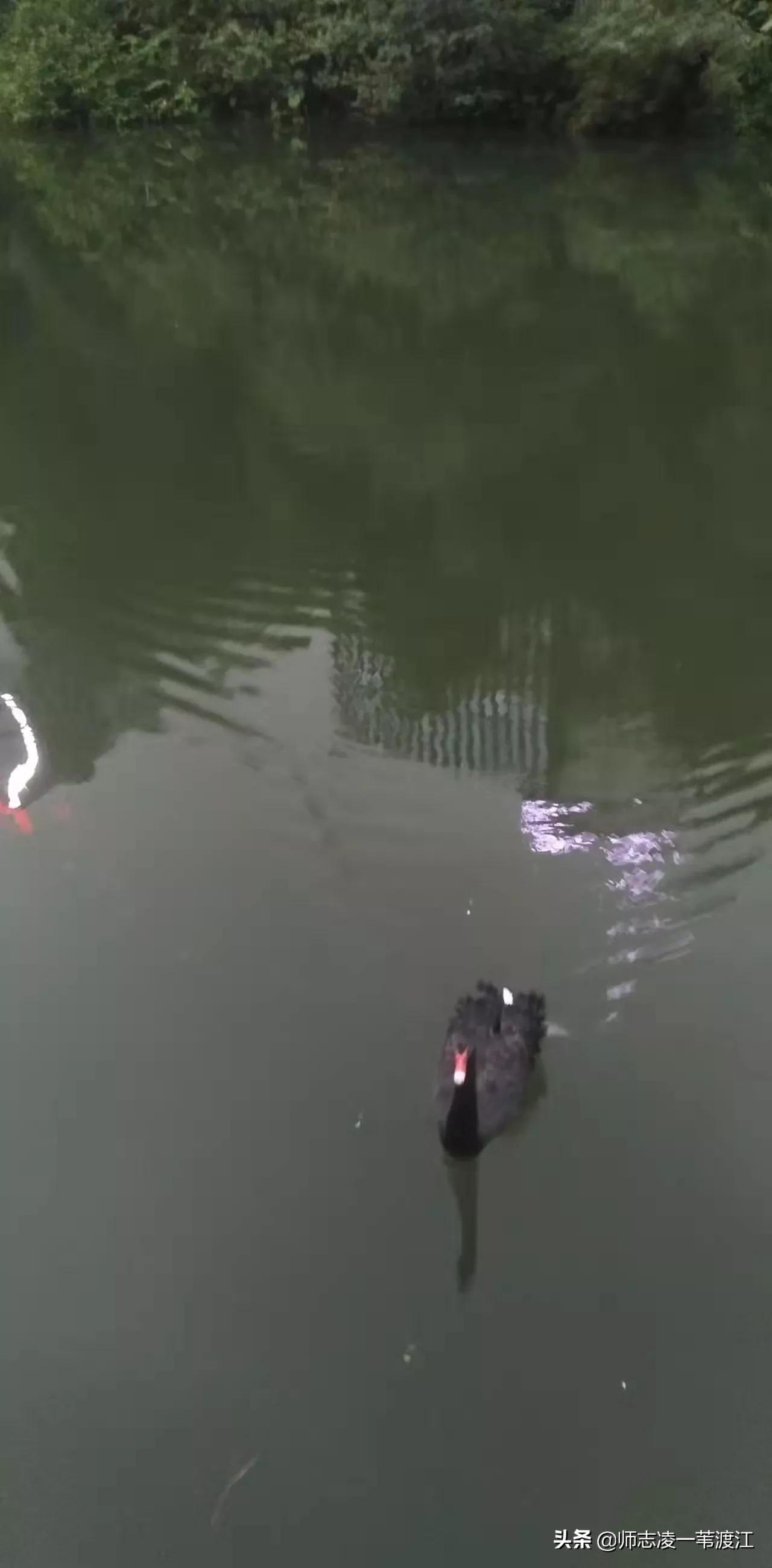 回到重庆的感受,回到重庆的感觉