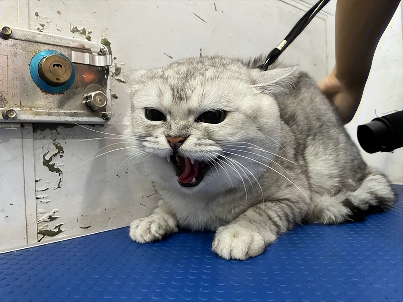 猫为什么很讨厌猫,为什么讨厌狗却不讨厌猫