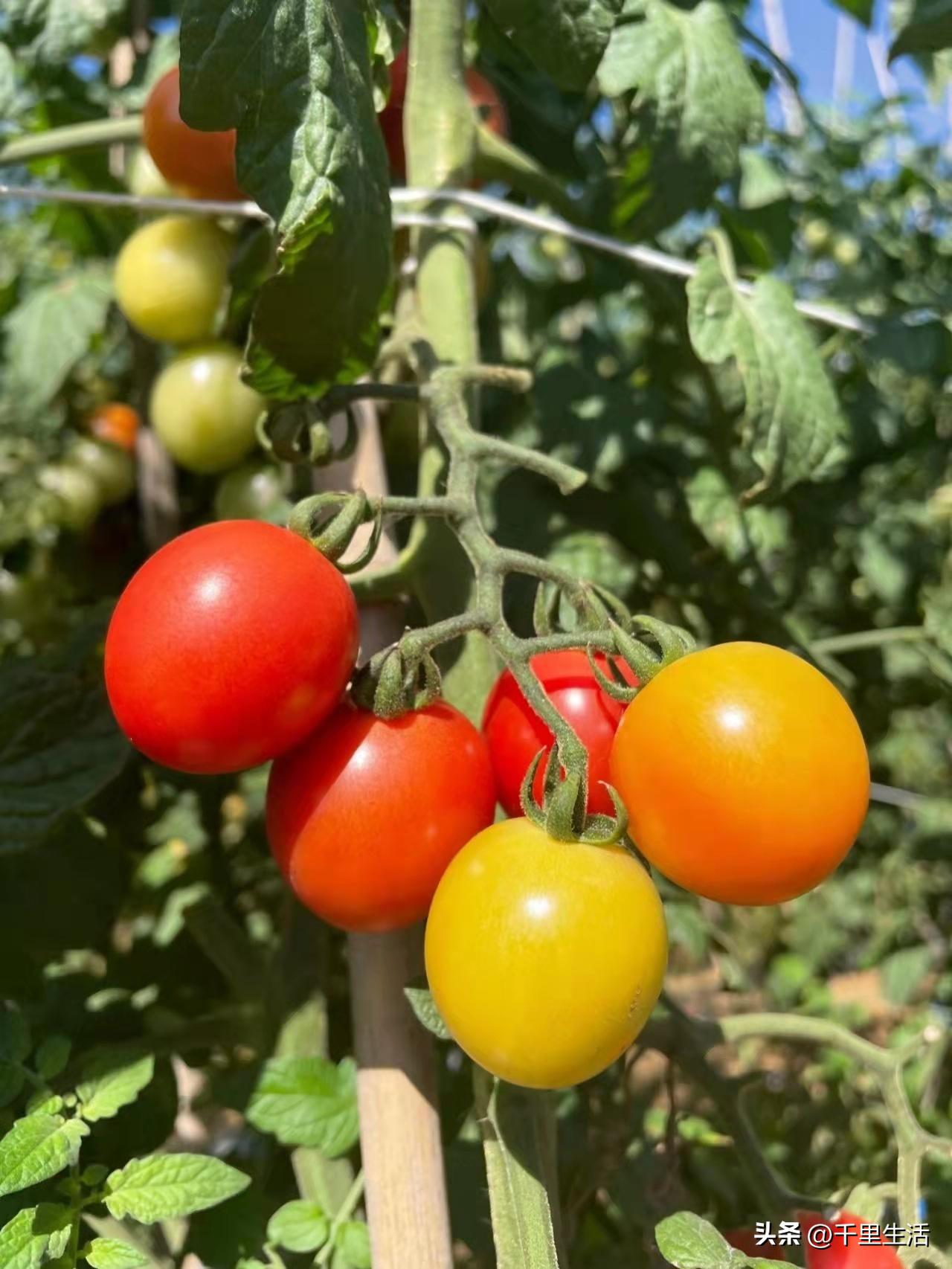 海南千禧樱桃圣女果,新鲜樱桃圣女果