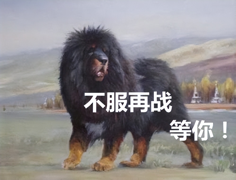 什么狗好驯服不咬人便宜还能看家,什么狗最适合老年人饲养