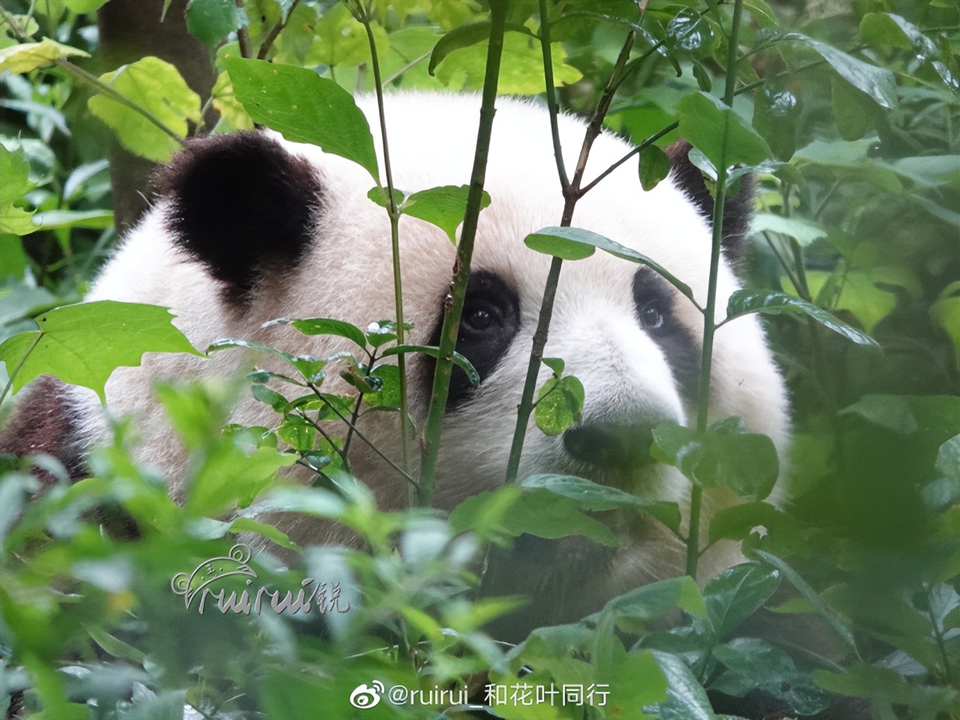 花花：接住谭爷爷给的小苹果，仿佛接住了整个世界。