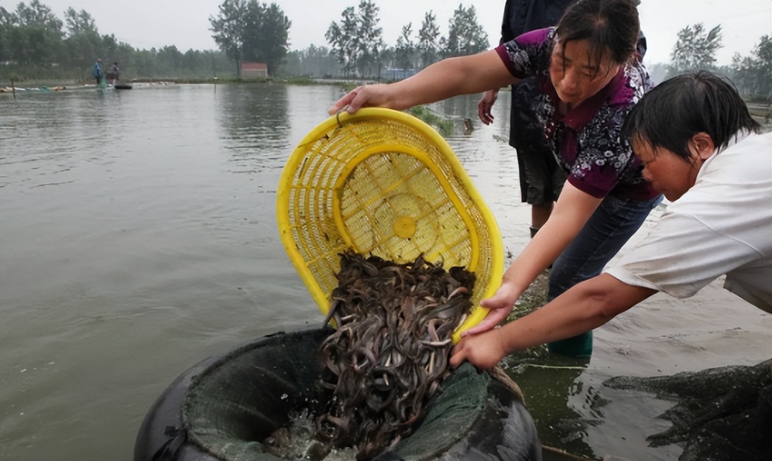 被误解的泥鳅，过去嫌脏拿来喂鸭，现在半斤15元，连内脏也能吃