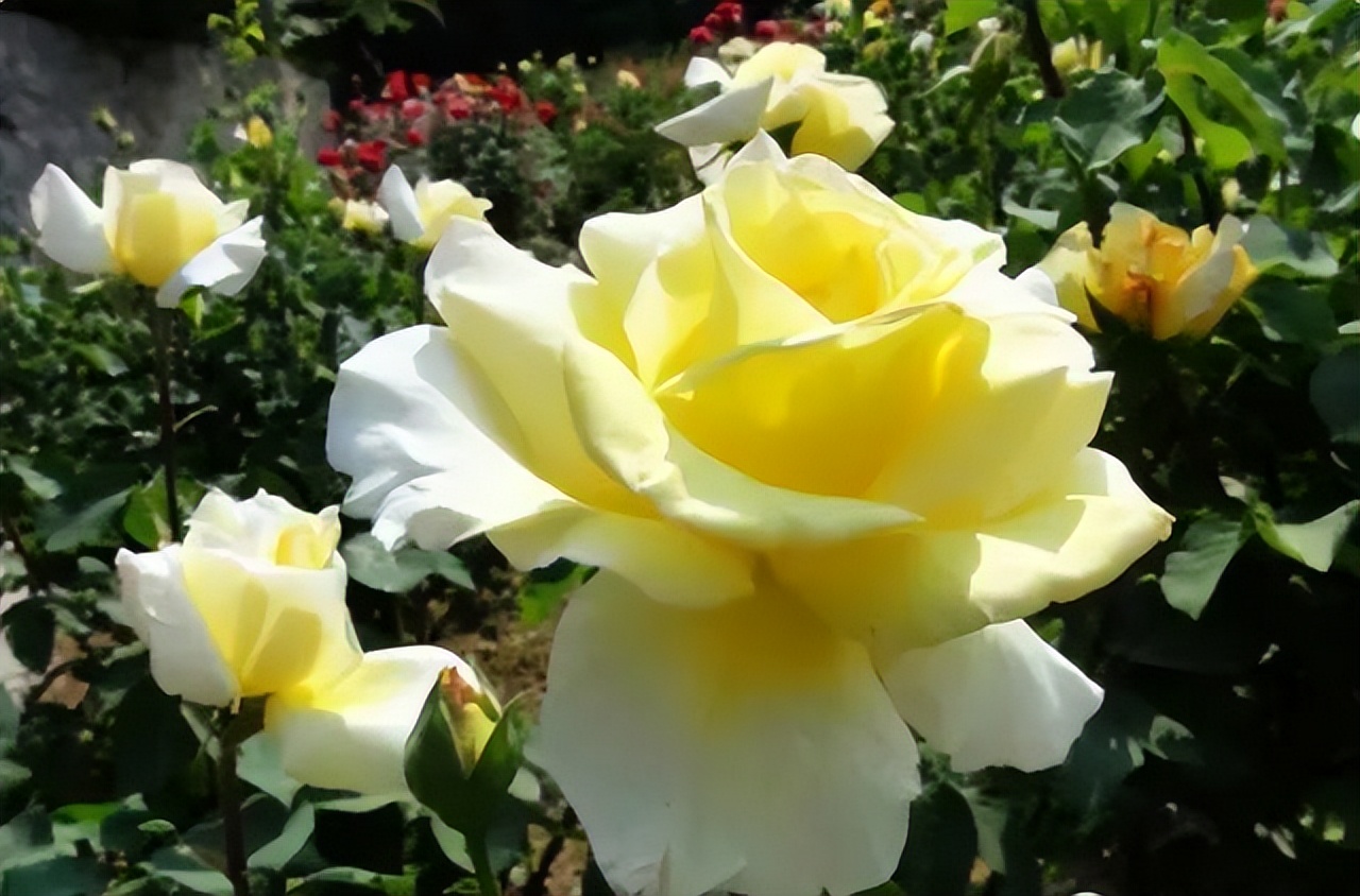 中国十大名花排行榜及图片,中国十大名花明细