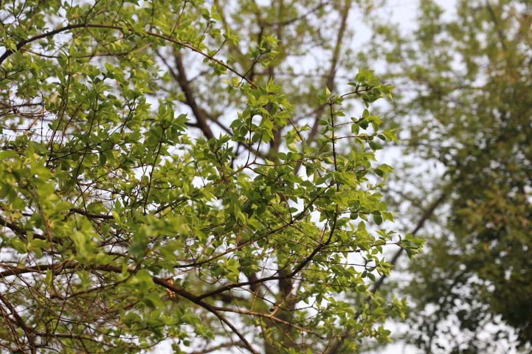 鐩哥害鍐滃ぇ,鐩歌仛浜戠鐩哥害鍐滃ぇ