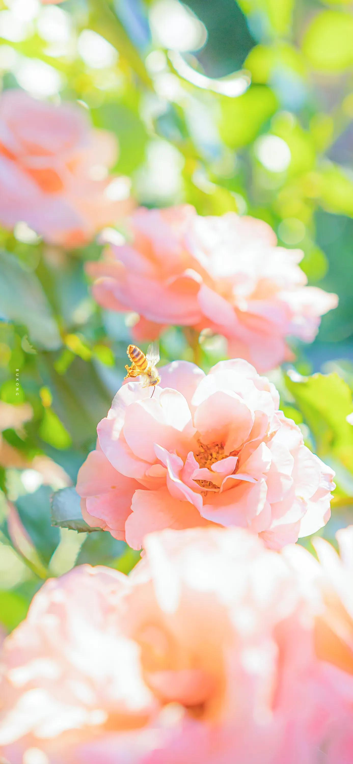 花朵壁纸高清全面屏,带花朵壁纸图片大全