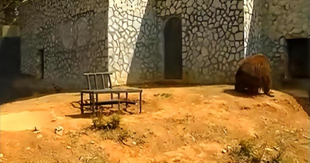 大猩猩减肥,红毛大猩猩减肥