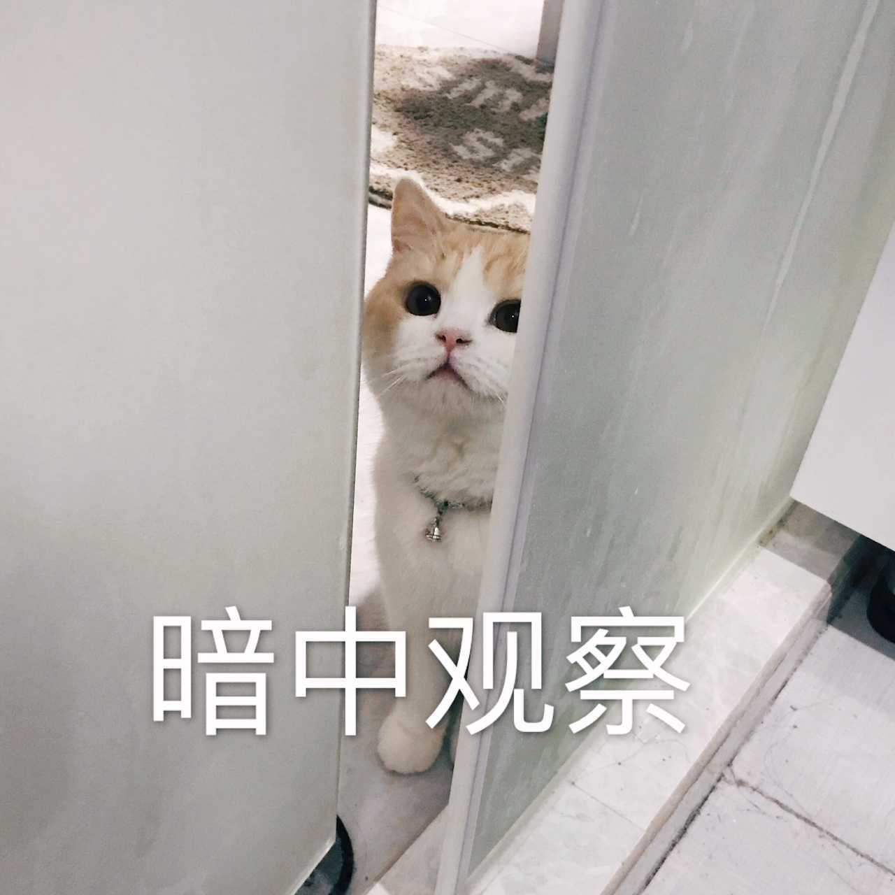 猫咪这几种行为其实是在保护你,猫咪做这6件事说明它恨死你了