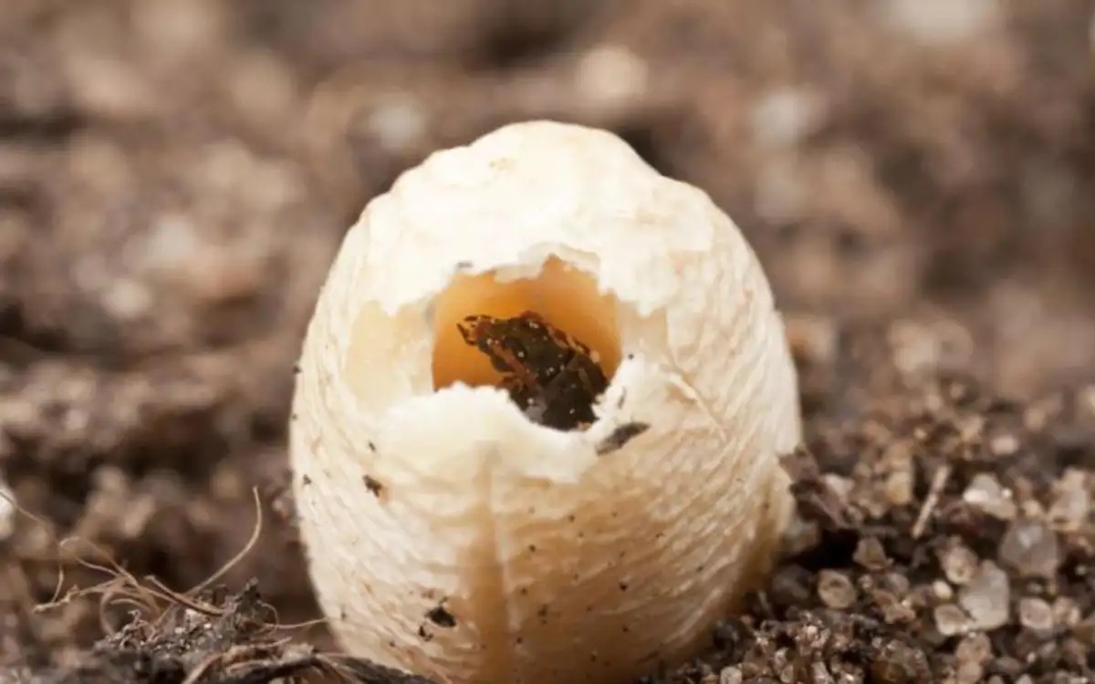 为什么别的食品也会出现米象,米象是如何感知到家里的食物的