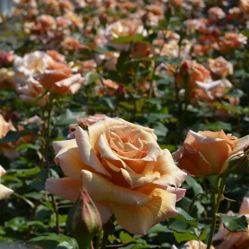 常见切花月季一览（45）