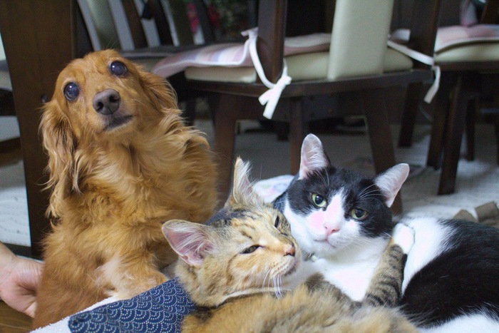 为什么猫的体味小,猫为什么身上好臭