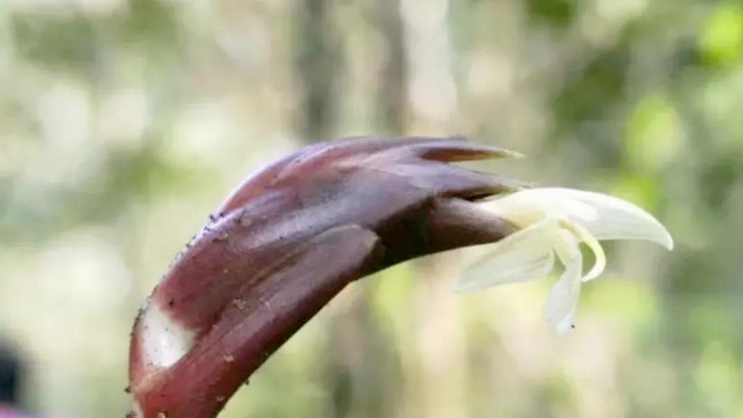 长得比较奇葩的植物,植物界奇葩的几种植物