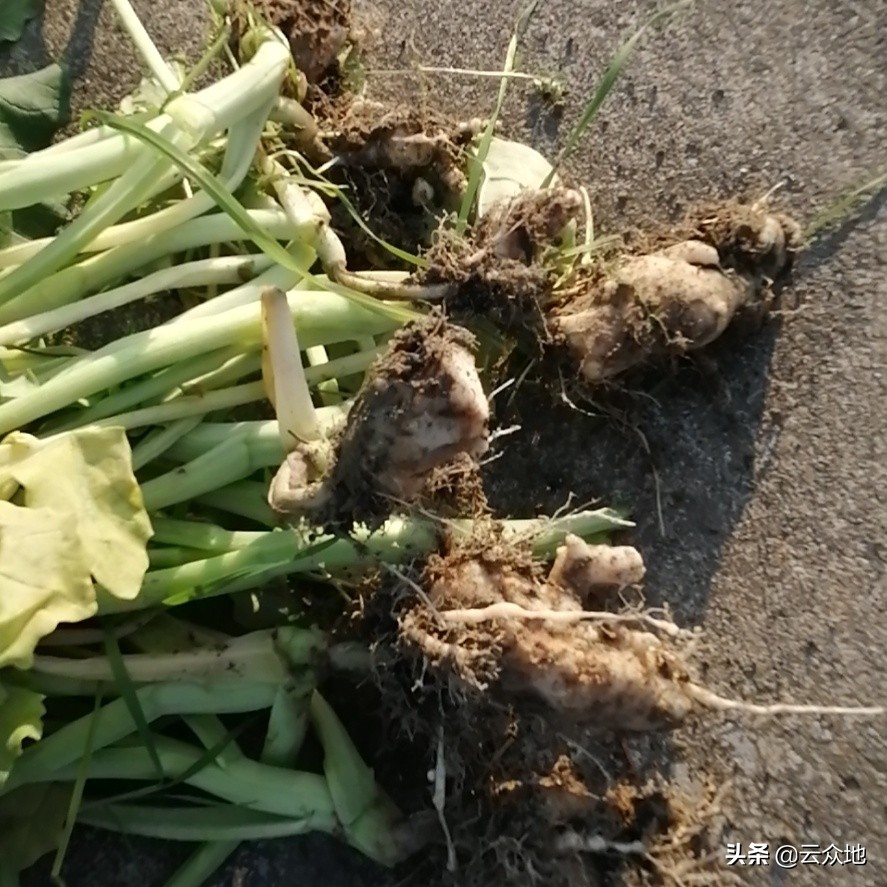 油菜根肿病的田间表现,油菜根长白毛怎么回事