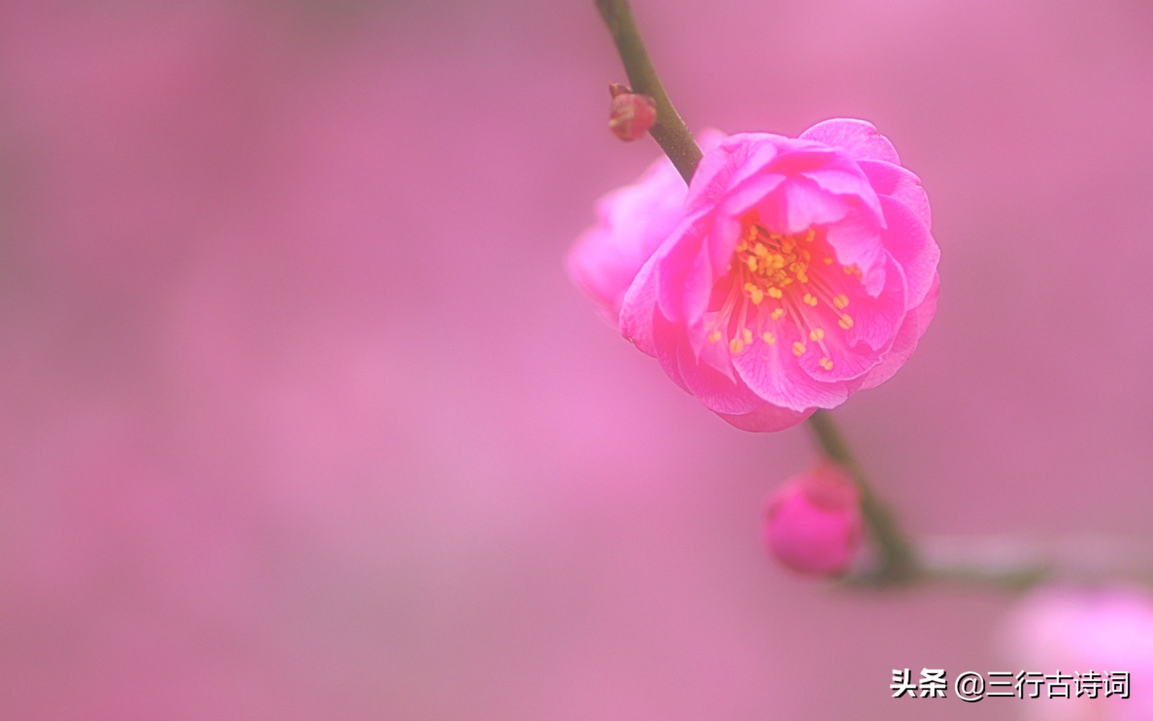 愿有人待你如初从此深情不被辜负,愿你温暖如初的经典语录