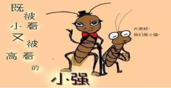 蟑螂怎么消灭最彻底蟑螂长什么样,有蟑螂怎么办灭蟑螂最有效的方法