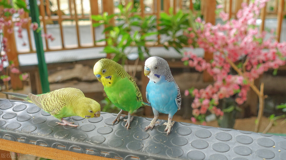 排名第二的鹦鹉品种是什么,最好的鹦鹉有哪些品种及图片