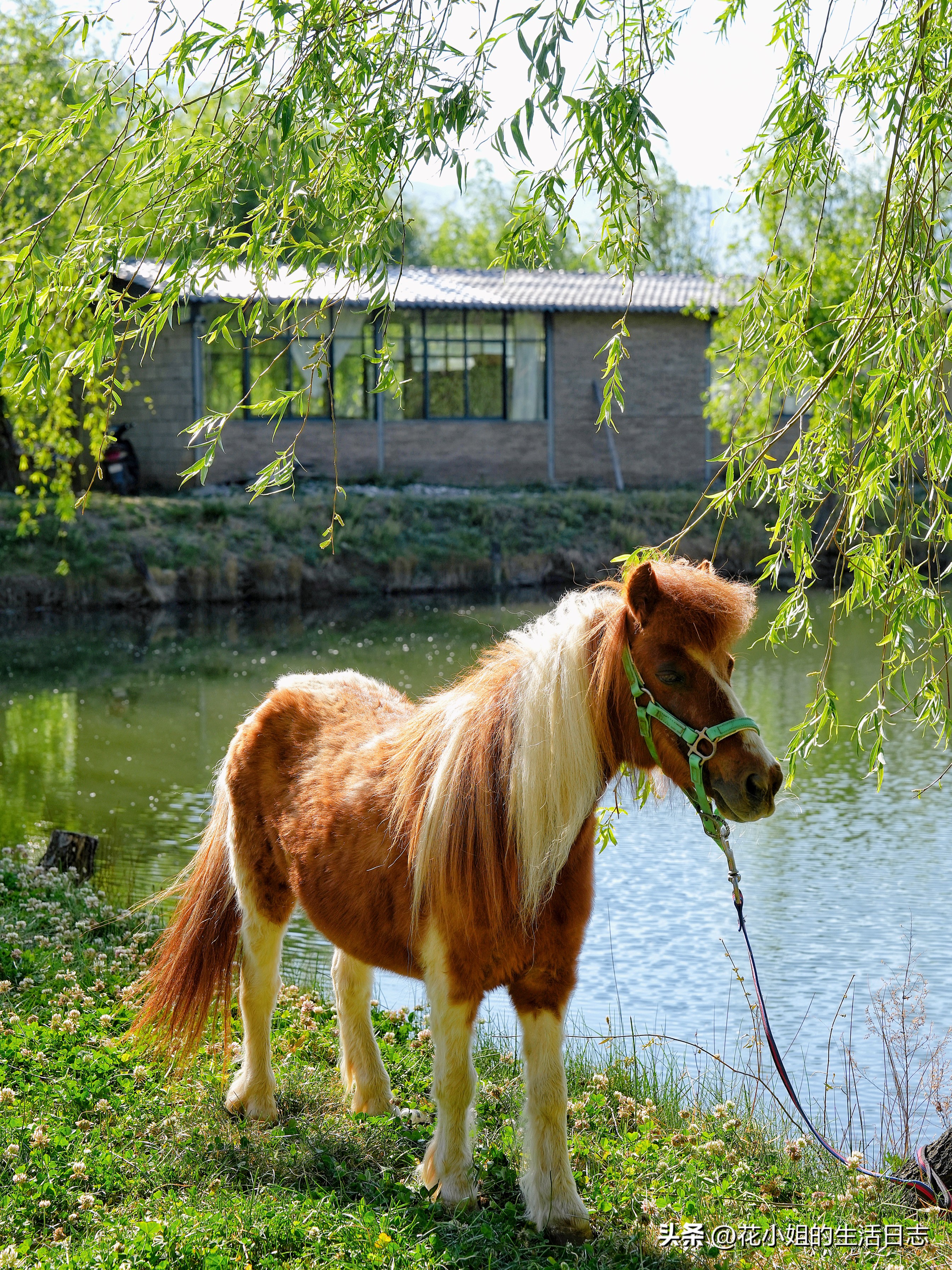 丽江束河古镇民宿价格表,丽江住一晚3000元的酒店