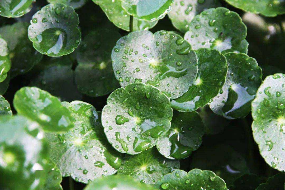 铜钱草又小又细怎么养护,怎么把铜钱草养得又大又绿