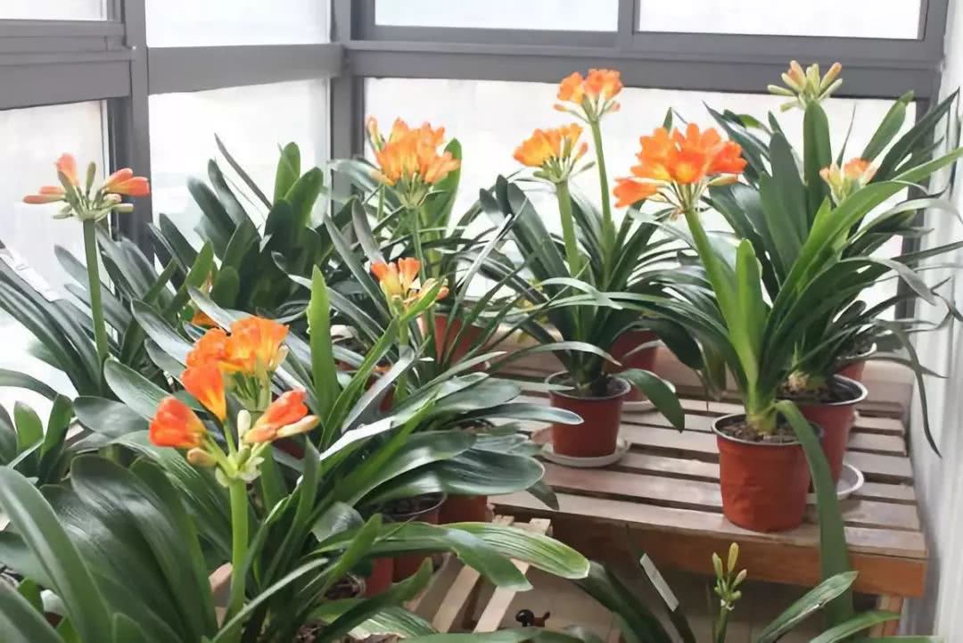 10种公认客厅最好养的花,适合客厅养的懒人花