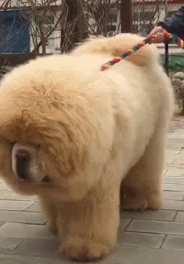 松狮犬白送都不养，太难“驾驭”了