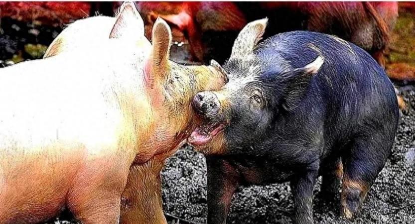 安徽动物园老虎咬人老虎怎么处理,老虎为啥不能吃猪肉