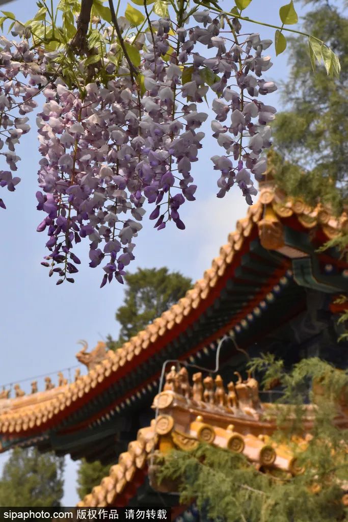 紫藤花开如瀑全景,梦幻紫藤花开如瀑