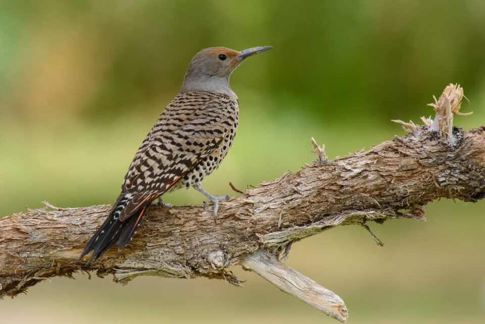 【摄影学堂】如何正确使用增距镜？