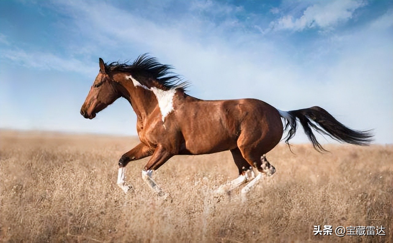 人有恒，万事成：“大金马”最近“一喜挡三灾”，接什么旺什么！