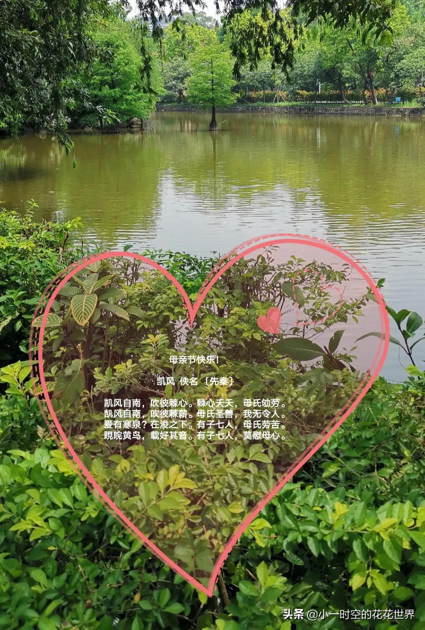 母亲节送母亲寓意最好的花,母亲节鲜花什么花好看