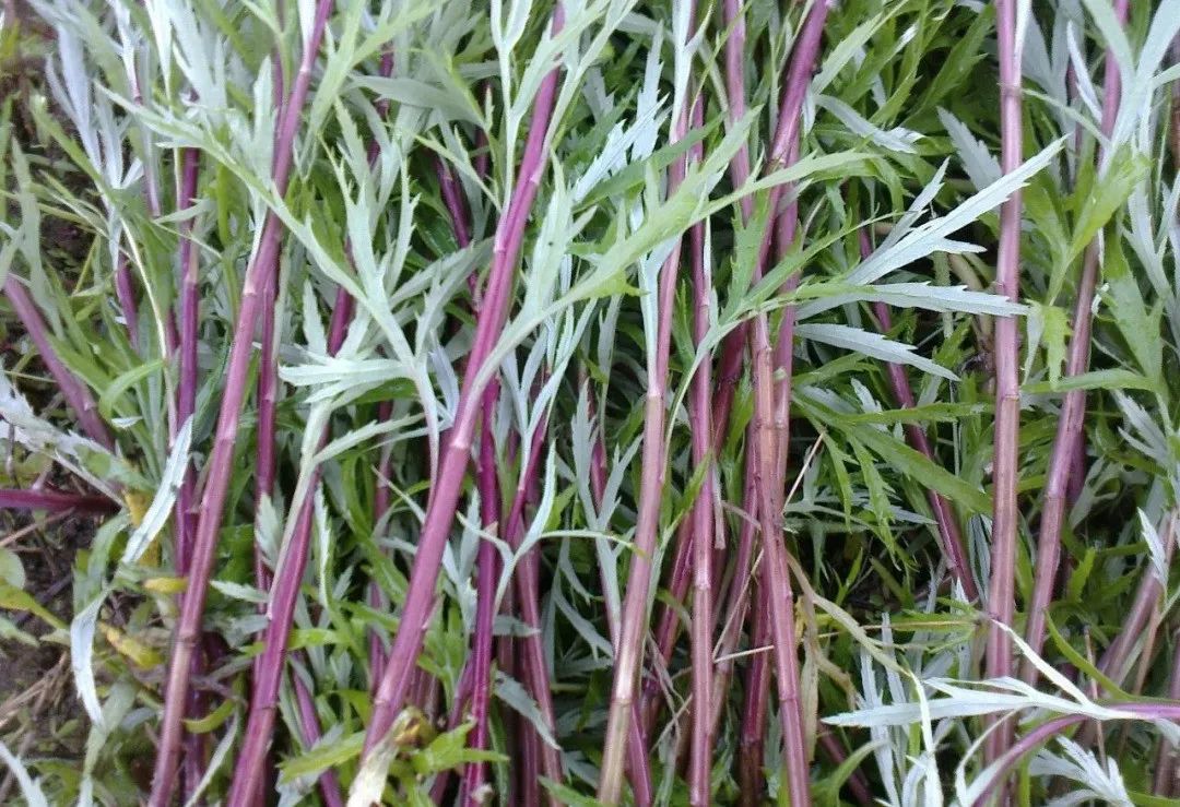 浙江人常吃的蔬菜有哪些,幼儿园常吃的蔬菜有哪些