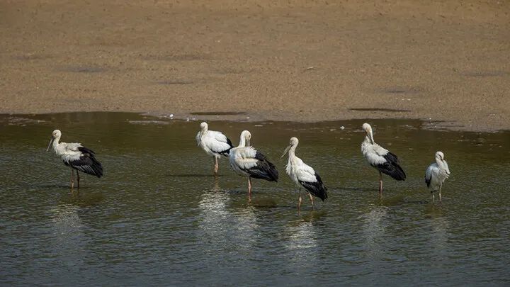 国宝级候鸟东方白鹳现身双辽湿地,国际濒危鸟类东方白鹳